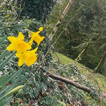 Ballyhoura Mountain Lodges * Ballyorgan