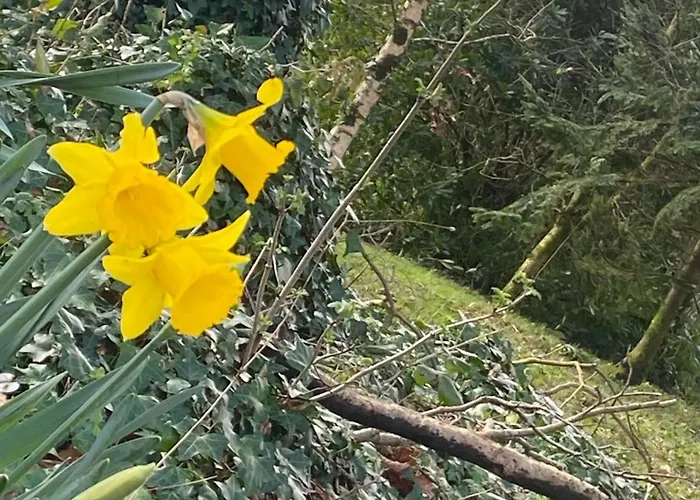 贝利豪拉度假屋 * Ballyorgan