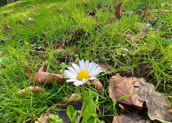 贝利豪拉度假屋 度假居