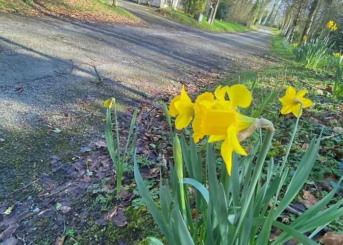Дом отдыха Ballyhoura Mountain Lodges *
